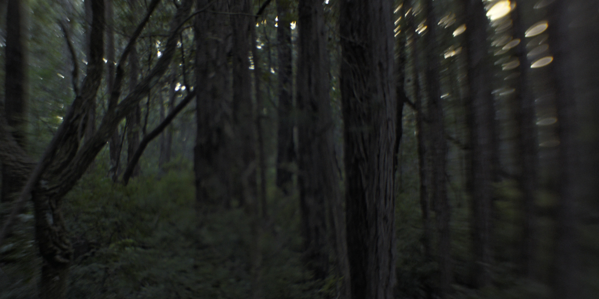 Larva short film