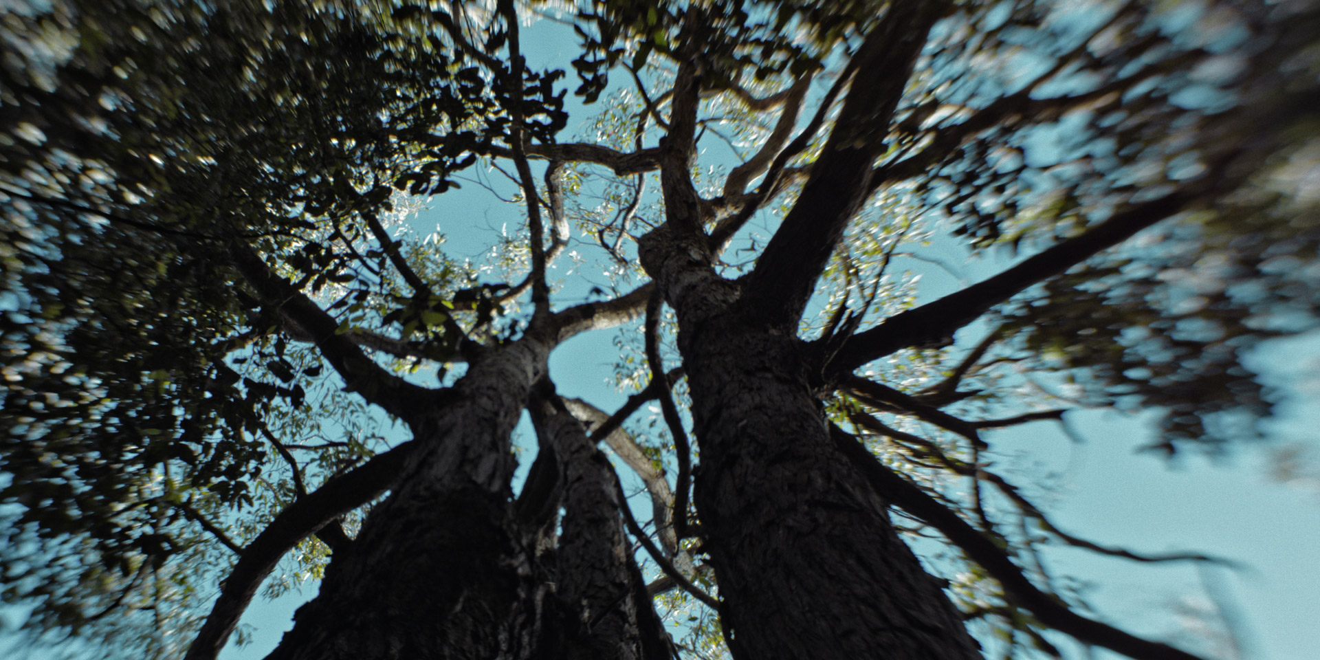 Larva short film