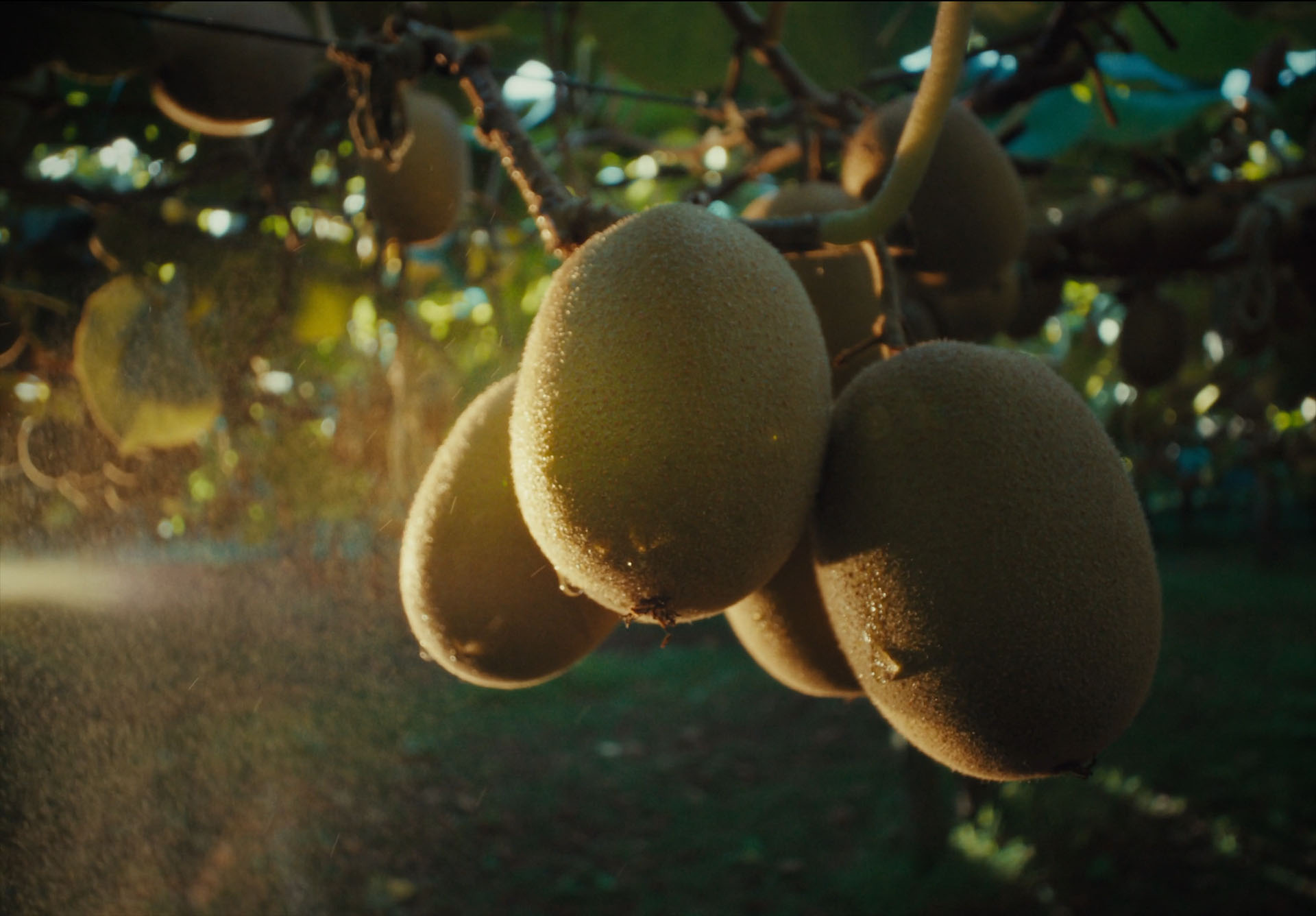 Zespri Organics